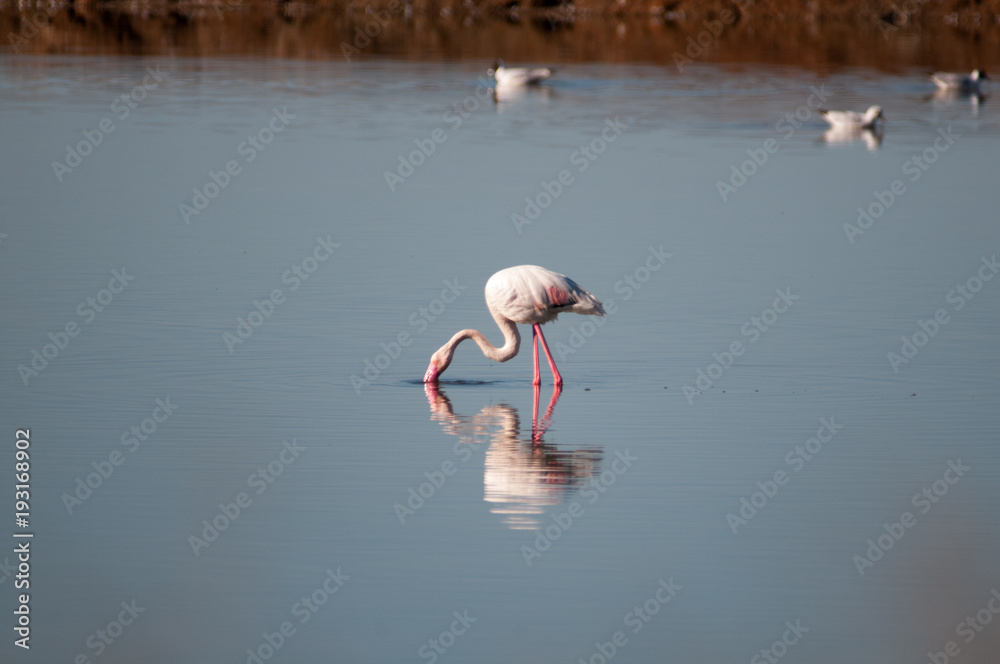 Flamingoes in Spain