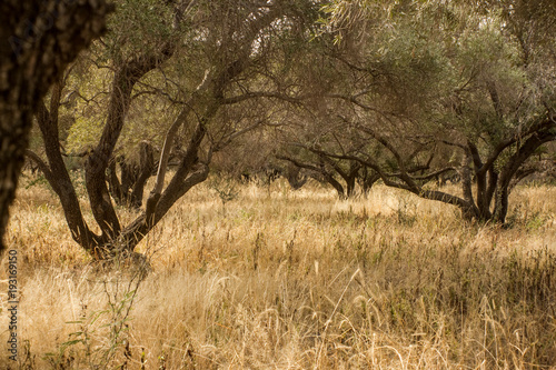 Forest