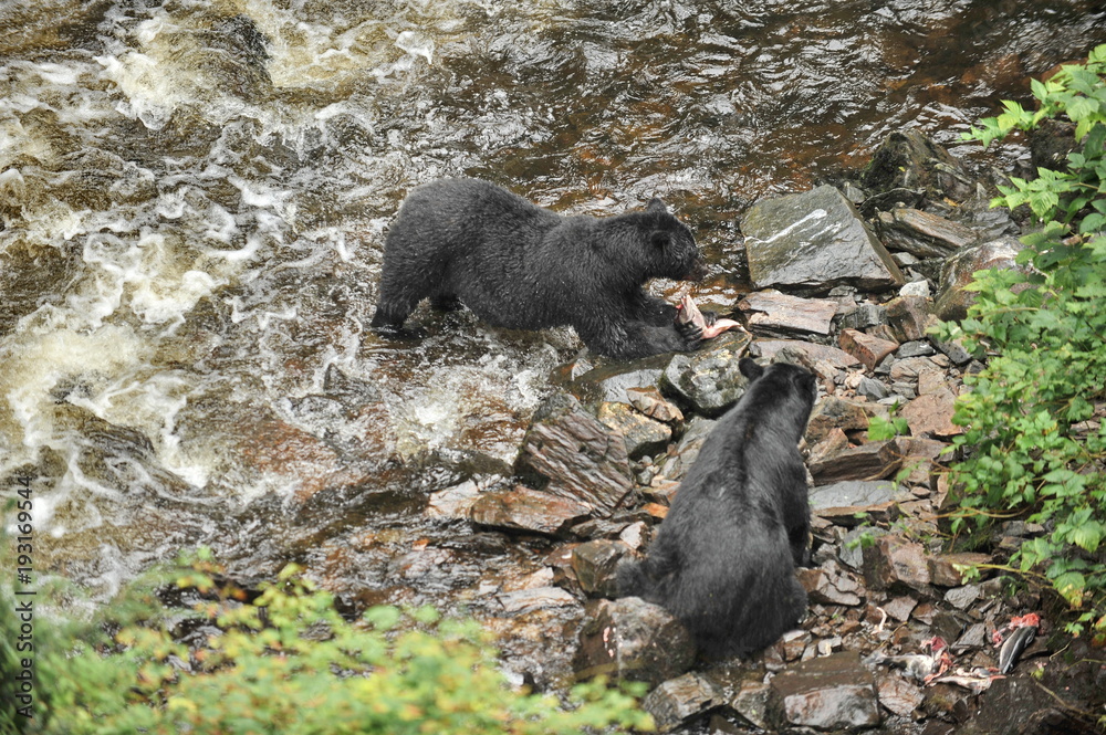 Alaska. Bear hunting for salmon Alaska. Bear hunting for salmon