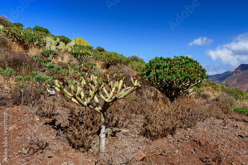 Cactualdea Park, Gran Canaria photo