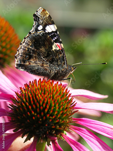 Butterfly-urticaria on the flower of Echinacea purpurea. Close-up photo