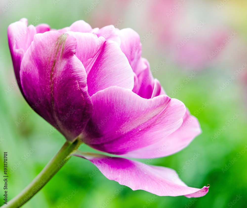 Naklejka premium Glück, Lebensfreude, Frühlingserwachen, Auszeit, Leben: Buntes, duftendes Blumenfeld mit Tulpen m Frühling :)