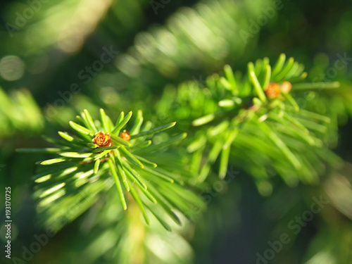 green branch of pine with needles in spring on a sunny day. close-up, blurred background