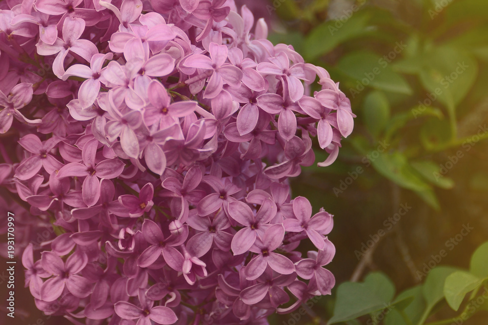 Obraz premium Lilac closeup on green background