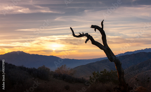 Joshua sunset tree