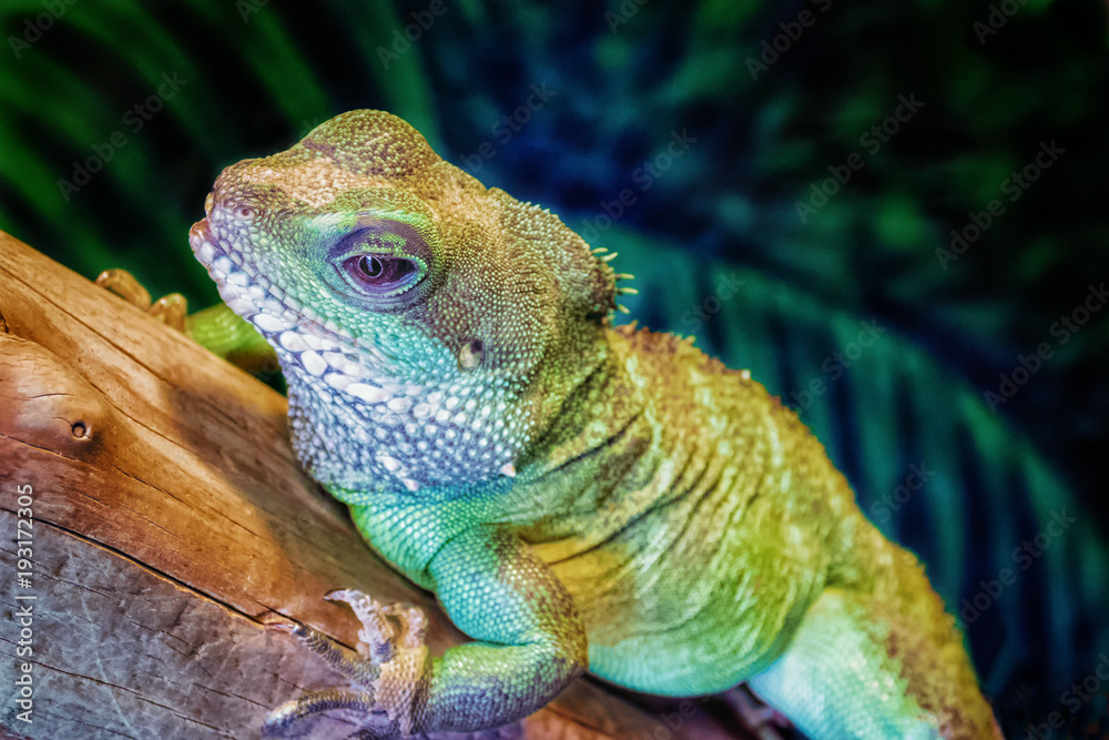 Obraz premium Iguana resting on a log