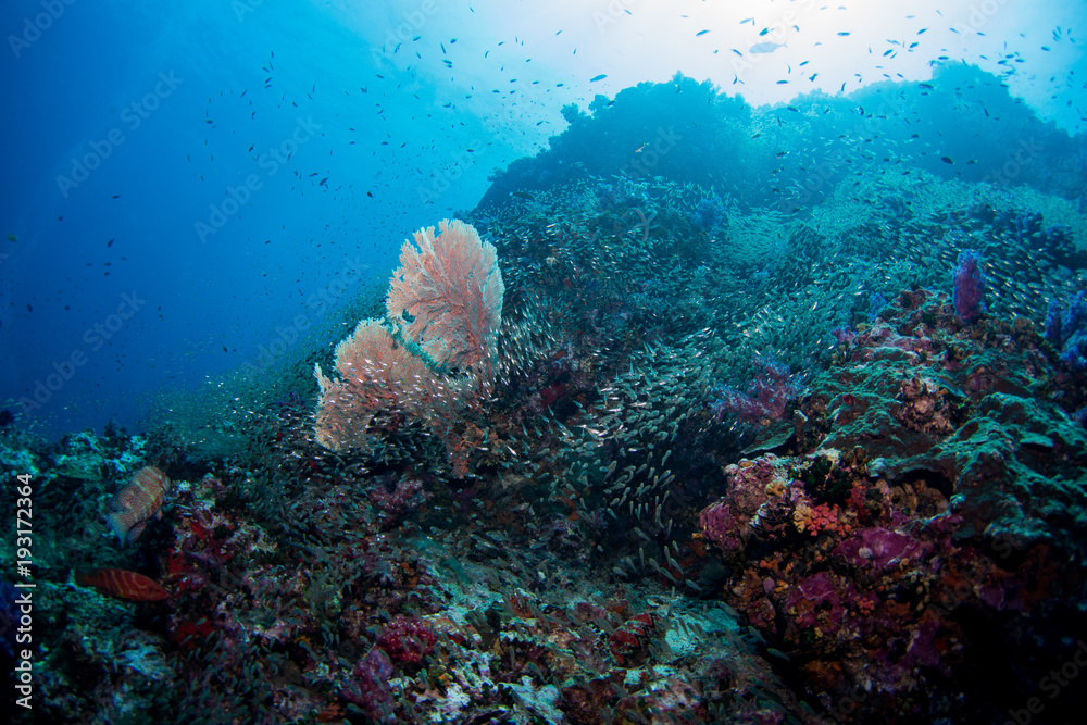 Fototapeta premium School of tropical fish on the colorful underwater coral reef. Scuba diving with sea wildlife. Snorkeling on the reef with fish. Sea lily, corals and anthias fish.