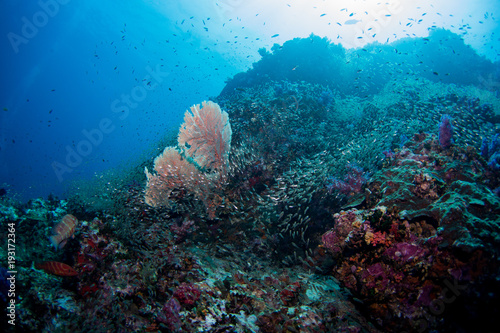 Fototapeta Naklejka Na Ścianę i Meble -  School of tropical fish on the colorful underwater coral reef. Scuba diving with sea wildlife. Snorkeling on the reef with fish. Sea lily, corals and anthias fish.