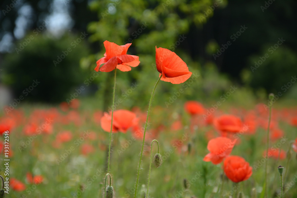 Two wild poppies in front on poppies field background Two wild poppies in front on poppies field background