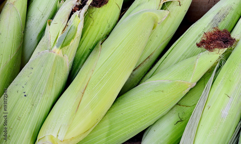 background freshly harvested organic corn background freshly harvested organic corn