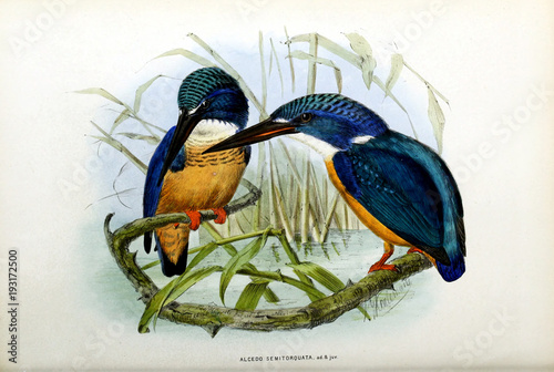 Illustration of bird photo