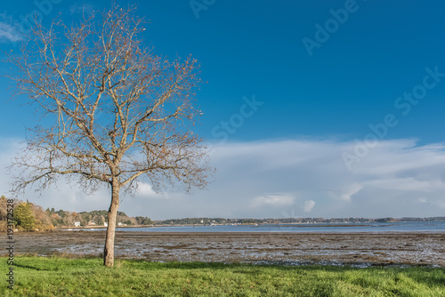 Morbihan gulf, in Brittany, panorama of low tide beach, tree on the shore 
