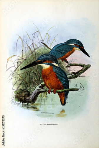 Illustration of bird photo