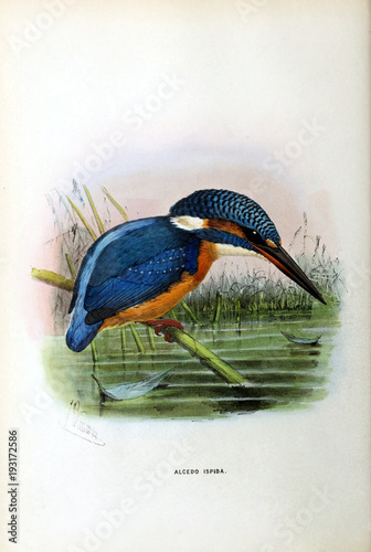 Illustration of bird photo