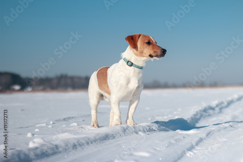 jack russell terrier puppy for a walk in the winter. Dog in a snowy