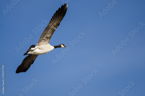 Lone Canada Goose Flying in a Blue Sky © rck