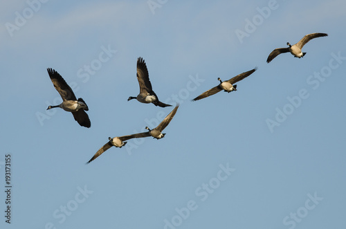 Flock of Canada Geese Flying in a Blue Sky