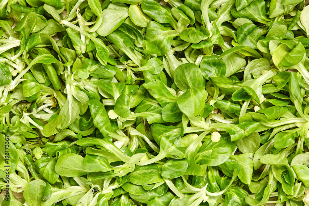 Fresh leaf Lettuce corn on background. Close Up view. Fresh leaf Lettuce corn on background. Close Up view.