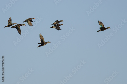 Flock of Wood Ducks Flying in a Blue Sky