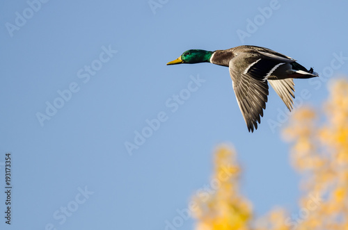 Male Mallard Duck Flying Past the Golden Autumn Trees