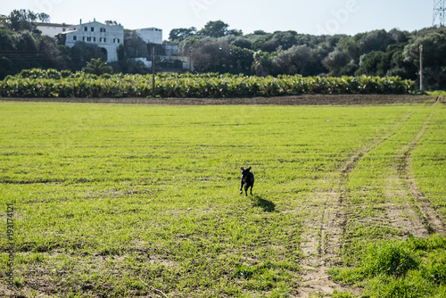 Perro corriendo por el campo de Menorca © miriam artgraphy