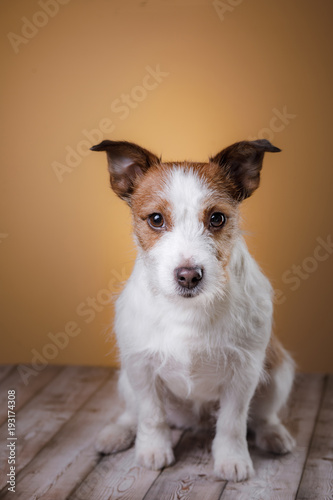 Dog sitting on the floor. Cute Jack Russell Terrier