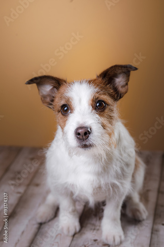 Dog sitting on the floor. Cute Jack Russell Terrier