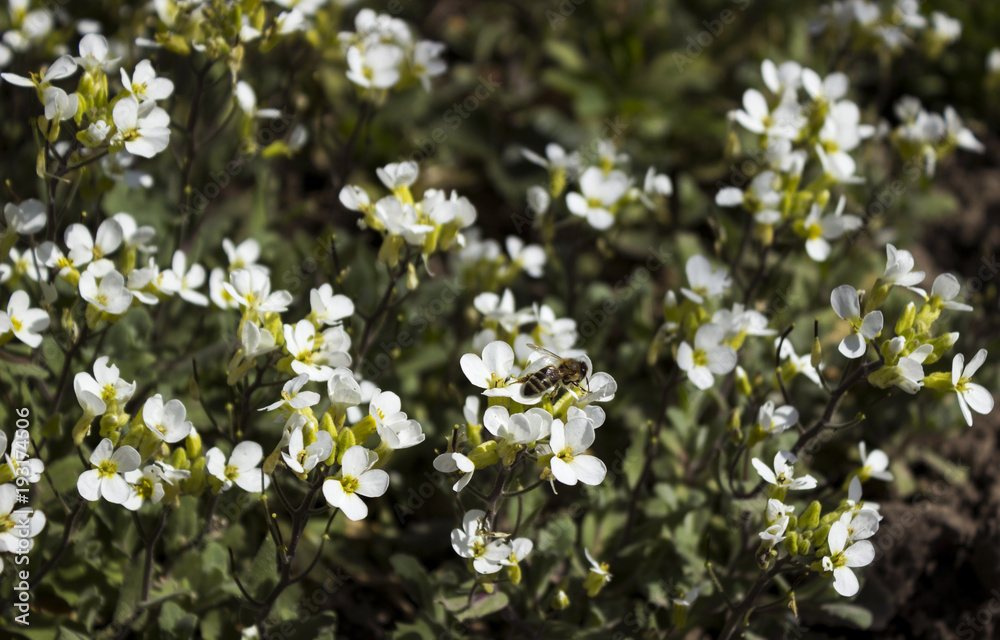 Small white flowers in the spring background. The plant is like a living rug Small white flowers in the spring background. The plant is like a living rug