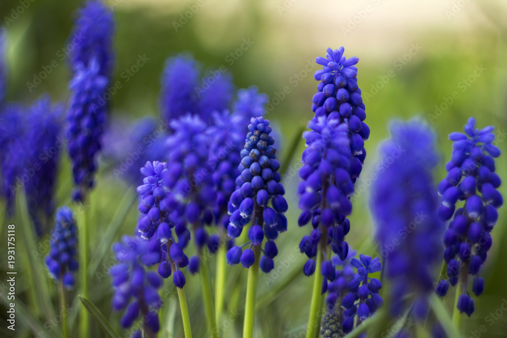 Blue Muscari - blooming spring flowers, beautiful bright background Blue Muscari - blooming spring flowers, beautiful bright background