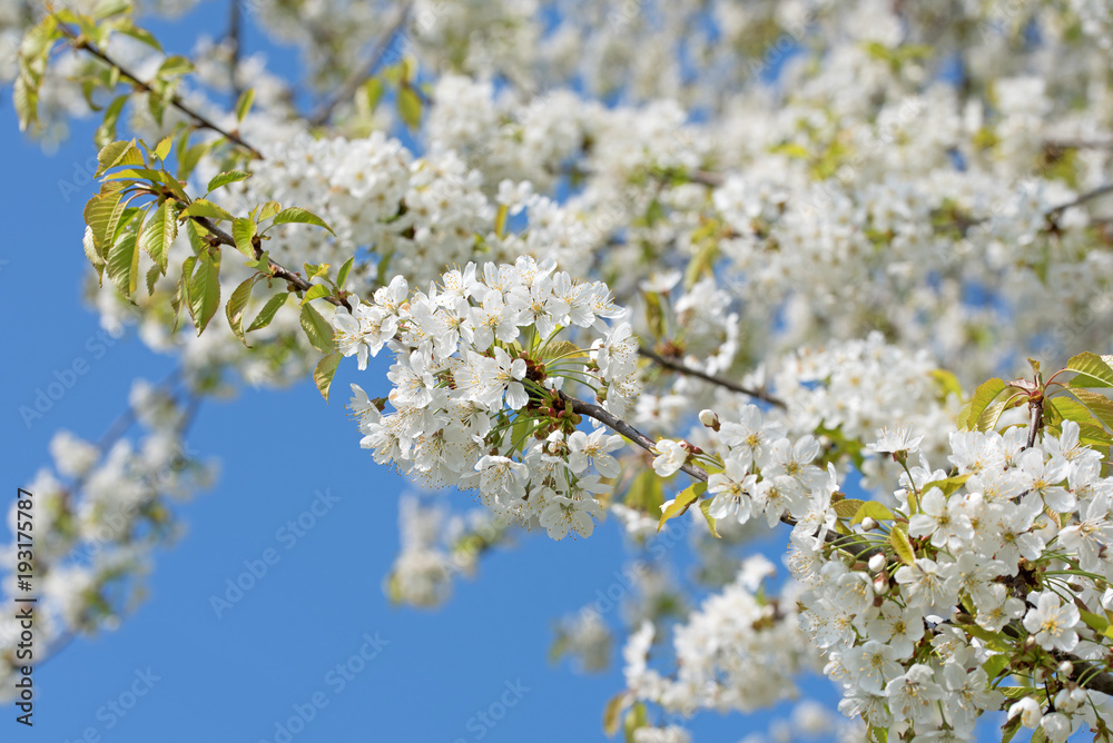 Blühende Süßkirschen, Prunus avium Blühende Süßkirschen, Prunus avium