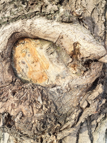 tree trunk with sawed branches