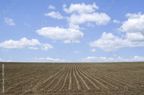 Field sown with sunflower in the spring