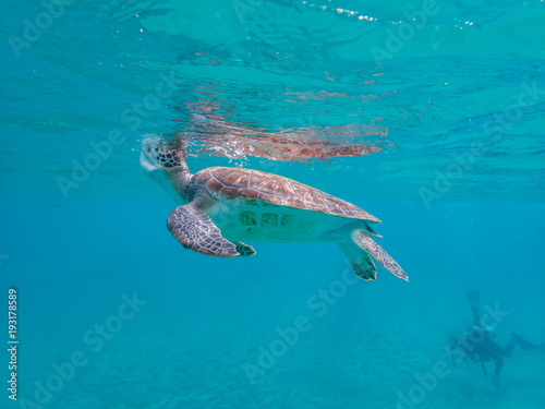  Swimming with turtles Curacao Views