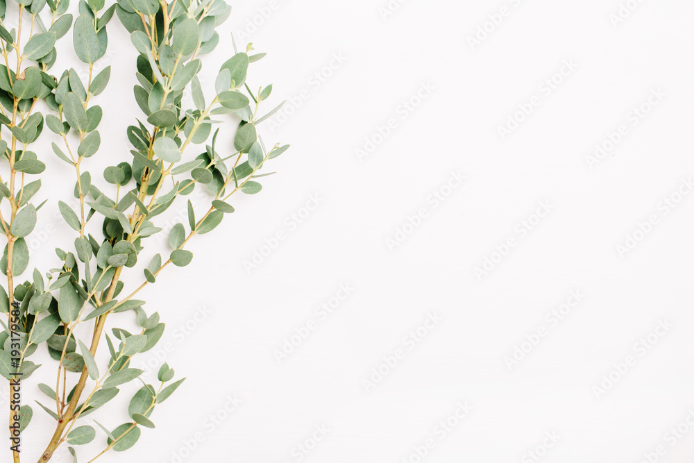 Eucalyptus branch isolated on white background. Minimal spring floral concept.