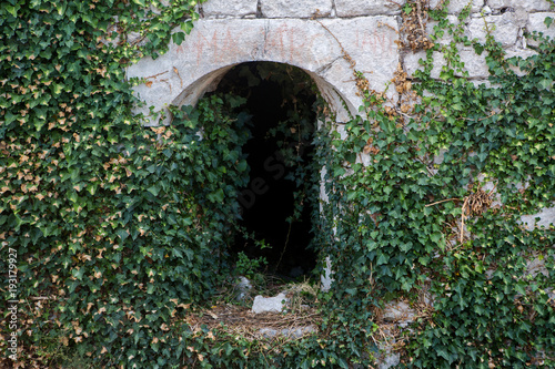ivy growing on an old tunnel
