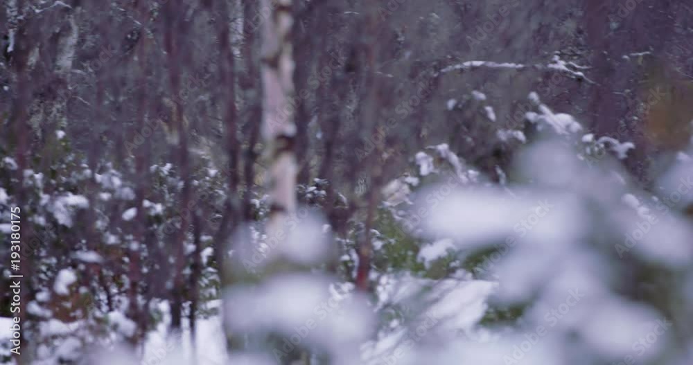Two large wolves running fast in the forest a cold winter evening Two large wolves running fast in the forest a cold winter evening