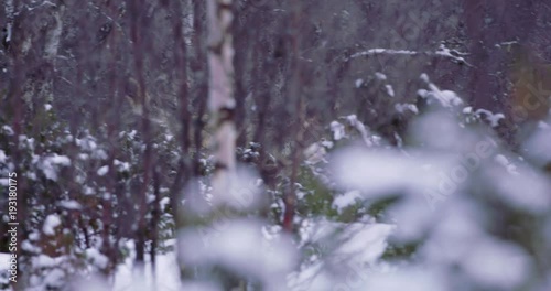 Two large wolves running fast in the forest a cold winter evening