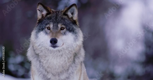 Portrait of beautiful Norwegian wolf in frosty forest