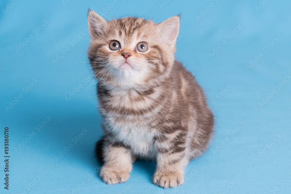 Cute baby British kitten with stubby tail jumping and playing on blue background. Cute baby British kitten with stubby tail jumping and playing on blue background.