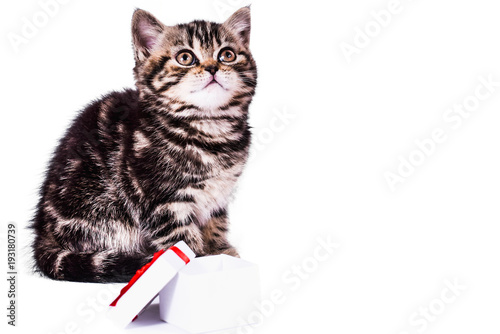 Scottish Straight kitten with gift box on white background. pet and domestic animal.