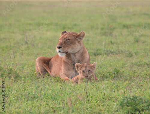A beautiful young lioness with a baby in Ngorongoro Crater Tanzania
