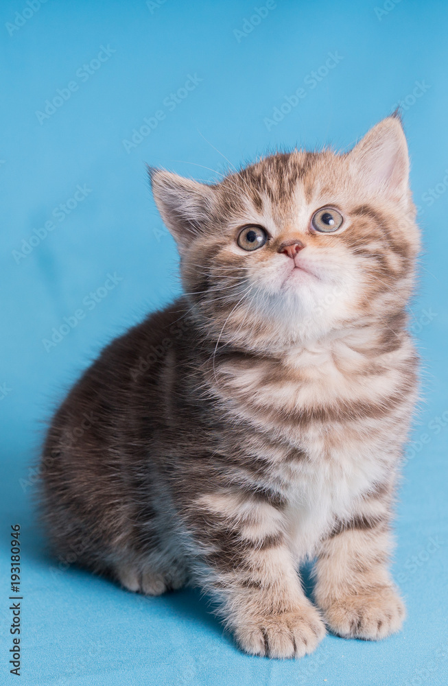 Cute baby British kitten with stubby tail jumping and playing on blue background.