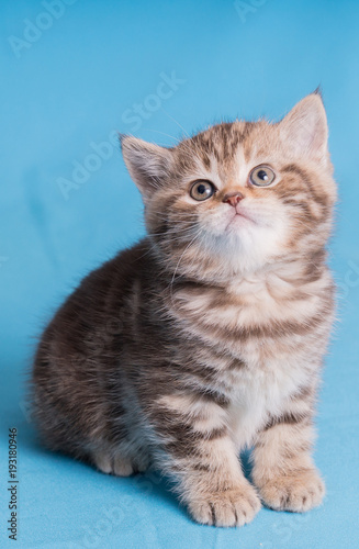 Cute baby British kitten with stubby tail jumping and playing on blue background. © sashr
