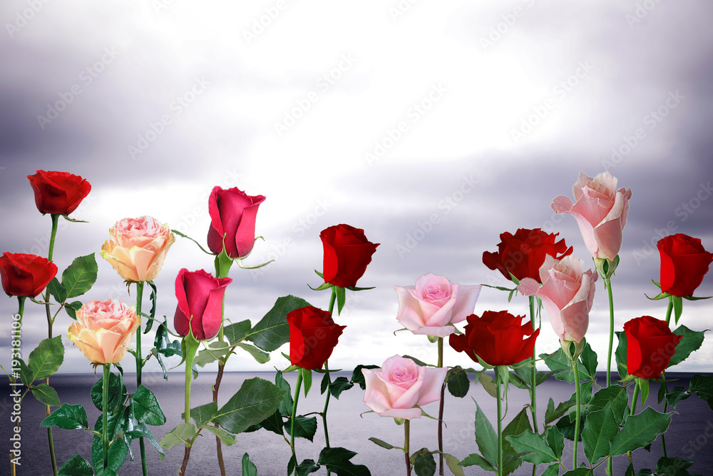 Obraz premium Róże na morzu