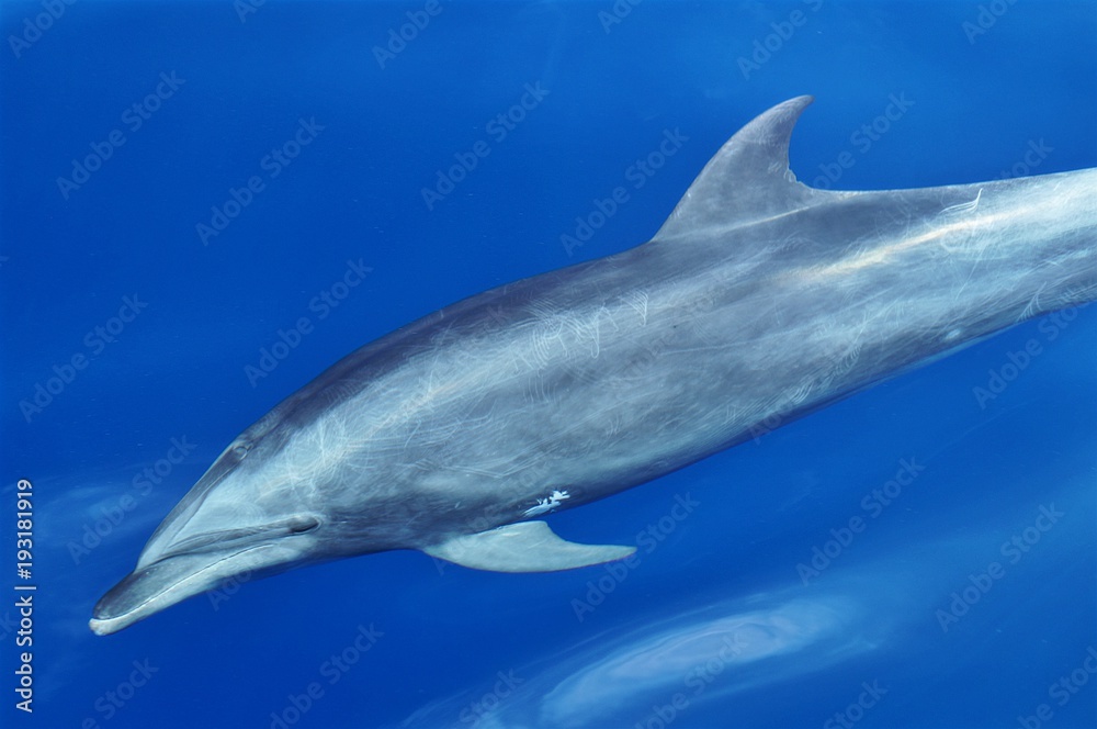 dauphin dans l'Océan Indien