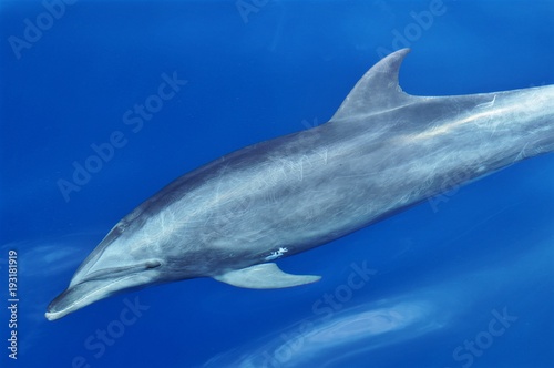 dauphin dans l'Océan Indien © Sandy