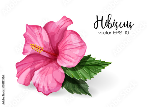 Vector realistic hibiscus flower leaves pink