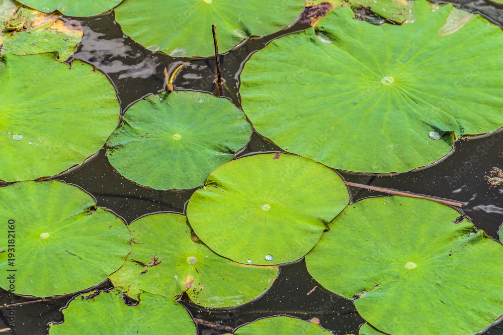 Non-wetted green leaves of wild Lotus on the water surface of the lake Non-wetted green leaves of wild Lotus on the water surface of the lake