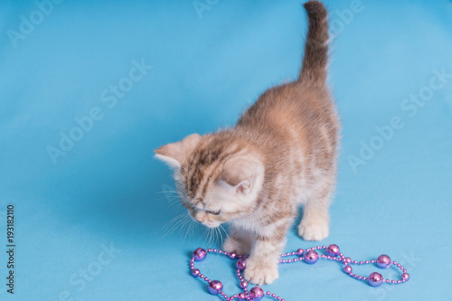 Cute baby British kitten with stubby tail jumping and playing on blue background. photo