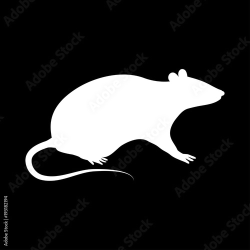 A rat in a sedentary pose on a black background.
